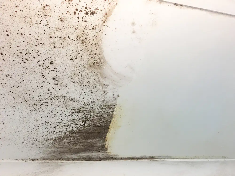 A wall that is covered in mould in a Darwin home.